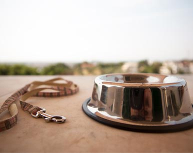 Life Coach Pet Bereavement