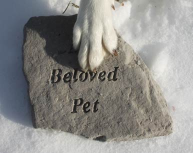 Life Coach Pet Bereavement
